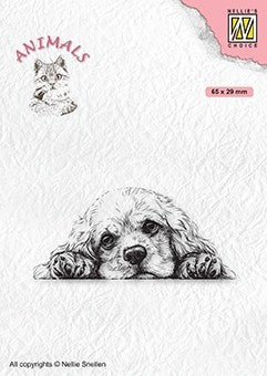 Ani022:  Hoofd Hond